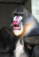 a mandrill looks for environment