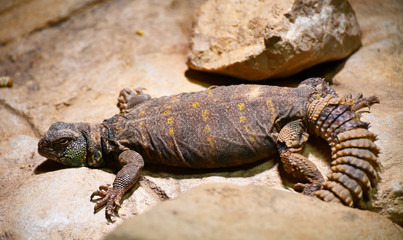 an ornate spiny tailed lizard in the desert