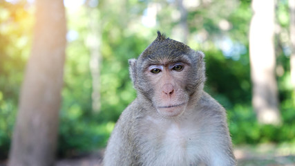 Portrait of a young monkey in park.