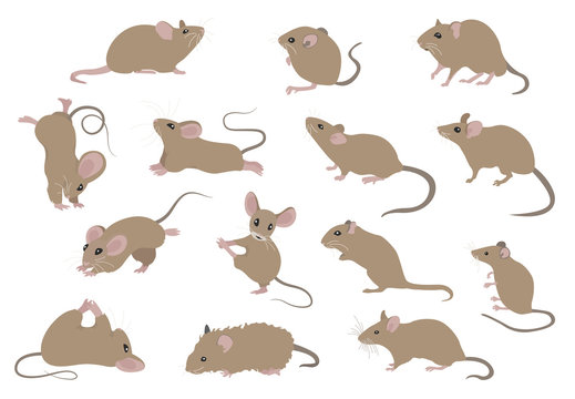 Different mice. Mouse yoga poses and exercises. Cute cartoon clipart set
