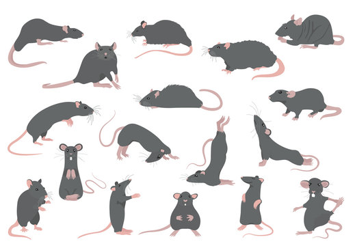 Different rats collection. Rat poses and exercises. Cute cartoon clipart set