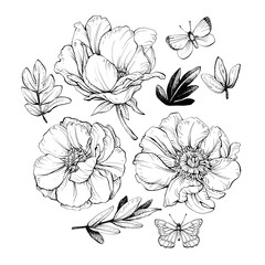Set of peonies with leaves. Floral elements for design. Hand drawing with ink and pen.
