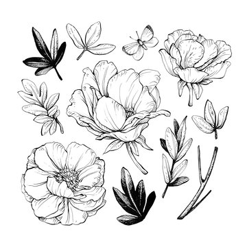 Set of peonies with leaves. Floral elements for design. Hand drawing with ink and pen.
