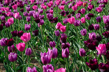 Tulipes