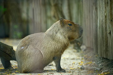 Capybara, Hydrochoerus Hydrochaeris, standing in an aviary of zoo