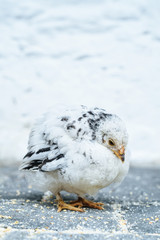 Junges Huhn
