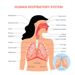 Obraz premium Respiratory system of human the anatomy of airways vector medical banner or placard illustration with names of breathing organs. Physiology educational diagram.