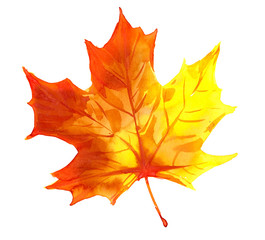 Autumn maple leaf. Watercolor illustration