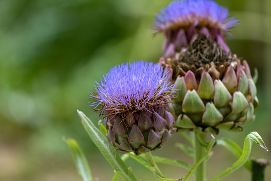 Artichoke blue flower, Cynara scolymus