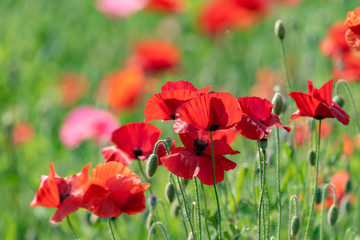 Fototapeta premium Czerwony kwiat maku kukurydzianego, Papaver rhoeas