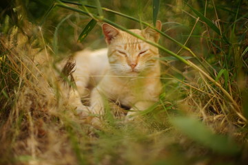 Ginger cat relax in the summer garden with green grass
