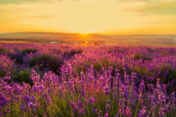 Naklejka premium Lavender field at sunset. Great summer landscape.