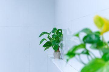 plant in a glass jar