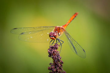 Bloodred Darter - Dragonfly - Sympetrum Sanguineum