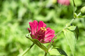 A large red flower with yellow stamens grows in the garden