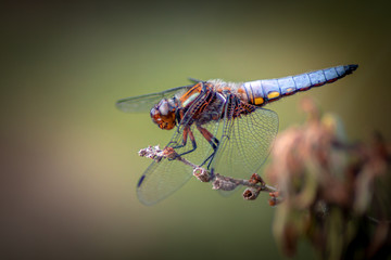 Broad-Bodied Chaser - Dragonfly - Libellula Depressa
