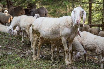 pecore e capre al pascolo
