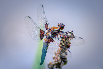 Broad-Bodied Chaser - Dragonfly - Libellula Depressa