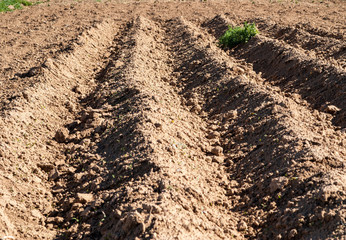plowed field in spring