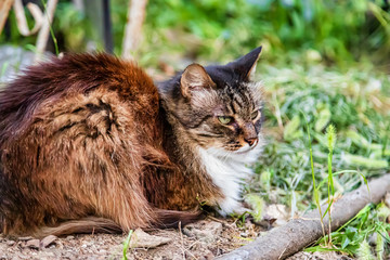 Naklejka na ściany i meble Domestic long-haired cat tricolor resting in garden