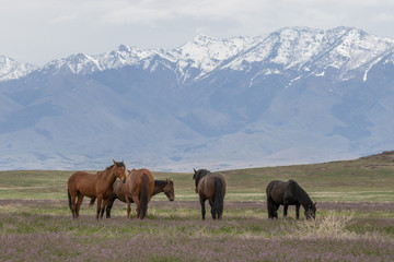 Wild Horses in Spring in the Utah desert