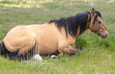 Fototapeta premium Wild Horse in Spring in the Utah desert