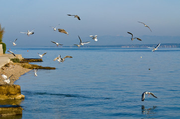 seagulls in flight