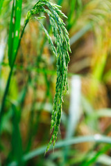 Green rice field