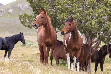 Wild Horses in Spring in the Utah desert