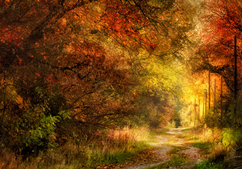 Obrazy na Szkle  Droga pustyni ziemia w lesie jesienią. Żółte brzozy i posępne niebo.