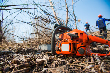 Fototapeta premium Tree felling with a large chainsaw