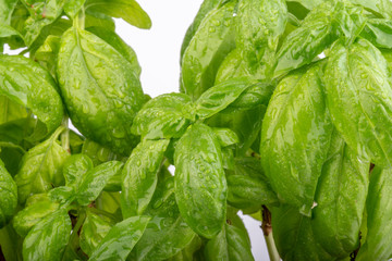 Basilico verde fresco