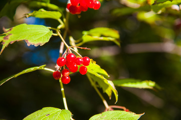 Obraz premium Red viburnum berry on the branch