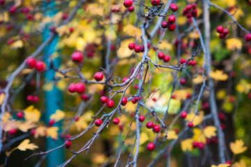 Hips bush with ripe berries. Berries of a dogrose on a bush