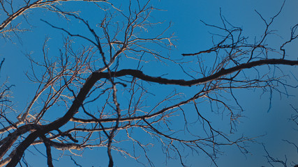 branches of a tree against blue sky