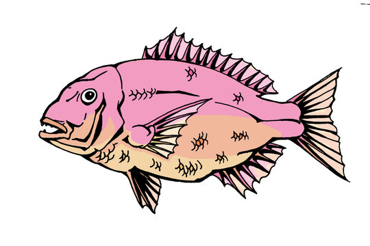 真鯛 Stock イラスト Adobe Stock