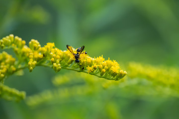 Weevil Wasp on Goldenrod Flowers in Summer