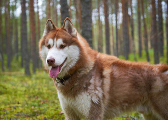 Red-brown husky