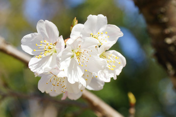 Fototapeta premium カラミザクラの花