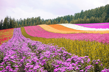 Fototapeta na wymiar Colorful garden fields in dry season