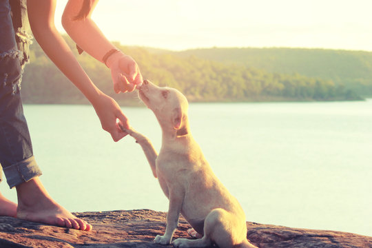 A girl and her dog enjoying travel in nature background  the sunset, color of vintage tone and soft focus