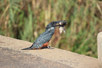 Female Giant Kingfisher (Megaceryle maxima) with lunch. Photo taken in the Kruger National Park, outside of Skukuza.