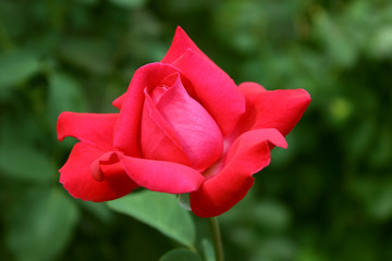 delicate rosebud in the garden