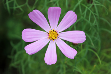 pale pink cosmos flower in the garden