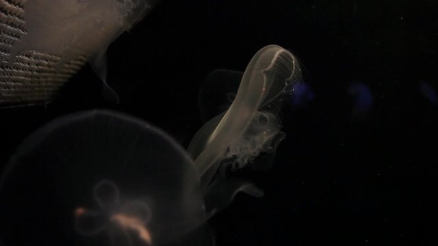 Jellyfish swim underwater in the Red Sea