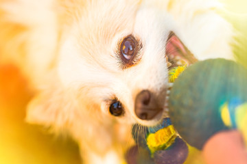 Pomeranian pulls Toy in Tug-of-War Game.