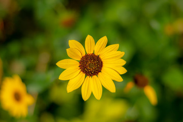 yellow flower on green background of grass