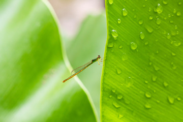 colorful damselfly with fresh green leaves