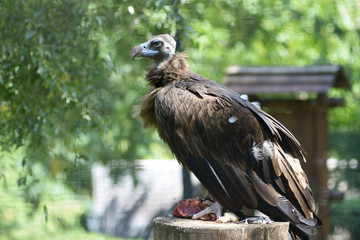 Cinereous vulture, Aegypius Monachus, eating piece of meat in an aviary of  zoo