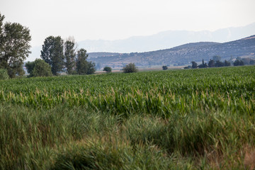 Fototapeta premium cornfield